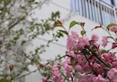 校园春景
