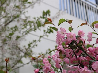 校园春景